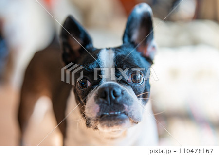 ボストンテリア 110478167