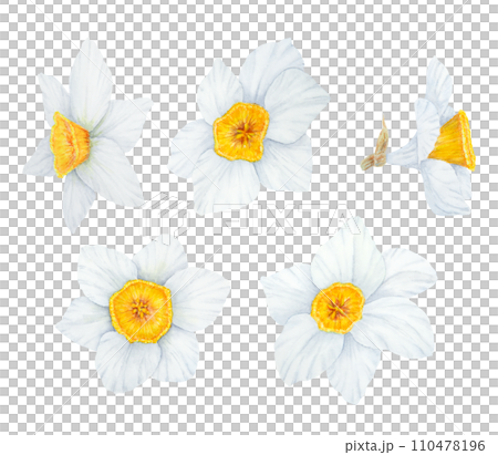 Narcissus, watercolor illustration of daffodils. Hand drawn watercolor painting set, collection of flower elements. White and yellow botanical painting for greeting, wedding, Easter, Mothers day print Narcissus, watercolor illustration of daffodils. Hand drawn watercolor painting set, collection of flower elements. White and yellow botanical painting for greeting, wedding, Easter, Mothers day print 110478196