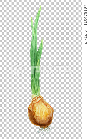 Bulb of plant, flower. Watercolor hand drawn illustration of narcissus, onion, tulip, hyacinth. Botanical painting of spring garden flower for greeting, wedding, Easter, Mothers day, farmers prints Bulb of plant, flower. Watercolor hand drawn illustration of narcissus, onion, tulip, hyacinth. Botanical painting of spring garden flower for greeting, wedding, Easter, Mothers day, farmers prints 110478197