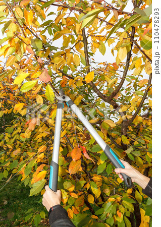 Fruit tree pruning. Garden scissors. Keeping fruit trees sanitary in the autumn requires pruning the branches of the trees Fruit tree pruning. Garden scissors. Keeping fruit trees sanitary in the autumn requires pruning the branches of the trees 110478293