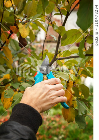 Fruit tree pruning. Garden scissors. Prune fruit trees in a sanitary manner Fruit tree pruning. Garden scissors. Prune fruit trees in a sanitary manner 110478294