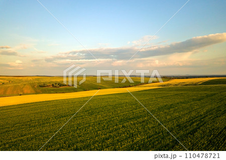 Aerial view of bright green agricultural farm field with growing rapeseed plants at sunset. Aerial view of bright green agricultural farm field with growing rapeseed plants at sunset. 110478721