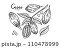Cocoa tropical fruit template set. Hand drawn sketch vector Cocoa beans, leaves and text isolated on white background. Vector Illustration for cafe, shop, menu.  110478999