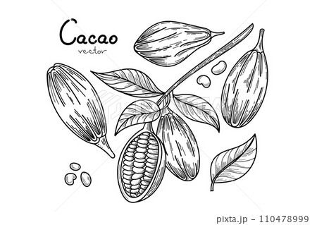 Cocoa tropical fruit template set. Hand drawn sketch vector Cocoa beans, leaves and text isolated on white background. Vector Illustration for cafe, shop, menu. Cocoa tropical fruit template set. Hand drawn sketch vector Cocoa beans, leaves and text isolated on white background. Vector Illustration for cafe, shop, menu. 110478999