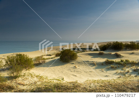 Serene Curonian Spit dunes with sparse greenery, under a soft morning light 110479217