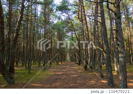 Curonian Spit's Dancing Forest, with its twisting pines creating a mystical pathway, 110479221