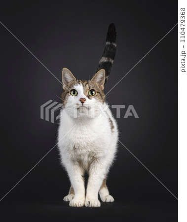 Common house cat on black background 110479368