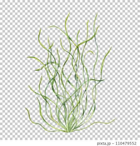 Sea grass. Aquarium plant. Algae, seaweed. Underwater kelp. Green herb. Long leaves. Watercolor illustration. For shop design , print, card or book or logo Sea grass. Aquarium plant. Algae, seaweed. Underwater kelp. Green herb. Long leaves. Watercolor illustration. For shop design , print, card or book or logo 110479552
