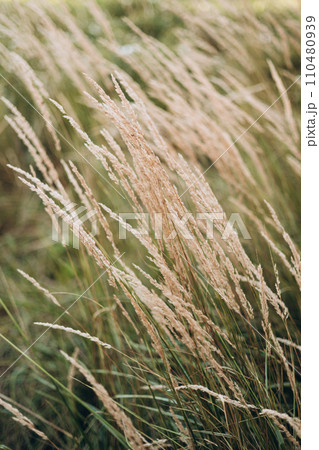 Abstract natural background of soft plants Cortaderia selloana. Pampas grass on a blurry bokeh, Dry reeds boho style. Fluffy stems of tall grass in winter Abstract natural background of soft plants Cortaderia selloana. Pampas grass on a blurry bokeh, Dry reeds boho style. Fluffy stems of tall grass in winter 110480939