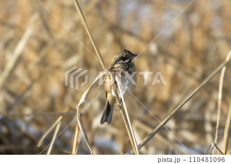 枯草にとまるホオアカ 枯草にとまるホオアカ 110481096