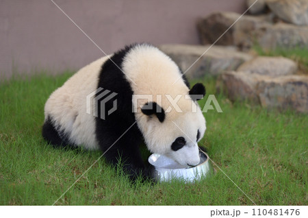 優浜のミルクタイム 110481476