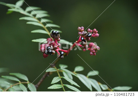 赤褐色の果皮の中から見える黒色の光沢のある種子が綺麗なサンショウの果実 赤褐色の果皮の中から見える黒色の光沢のある種子が綺麗なサンショウの果実 110481723