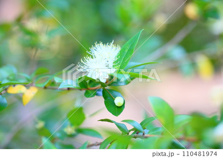 ギンバイカの花 110481974