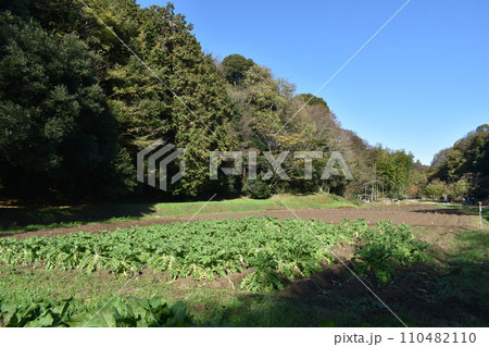 大雪の日の神奈川県立茅ヶ崎里山公園の冬景色 大雪の日の神奈川県立茅ヶ崎里山公園の冬景色 110482110