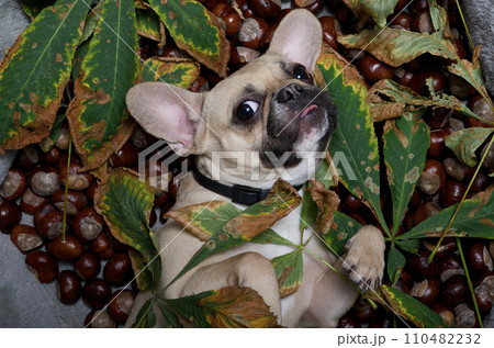A dog lying among fallen leaves of a chestnut tree on his back and sticking out his tongue looking at the camera.  110482232