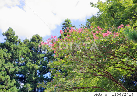 サルスベリの花 サルスベリの花 110482414