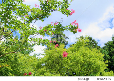 サルスベリの花 サルスベリの花 110482415