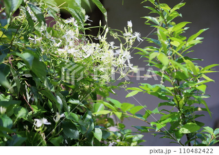 センニンソウの花 センニンソウの花 110482422