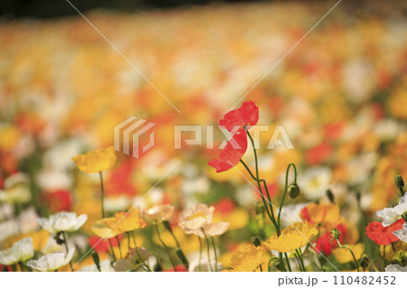 香山ラベンダーの丘のポピーの花畑 香山ラベンダーの丘のポピーの花畑 110482452