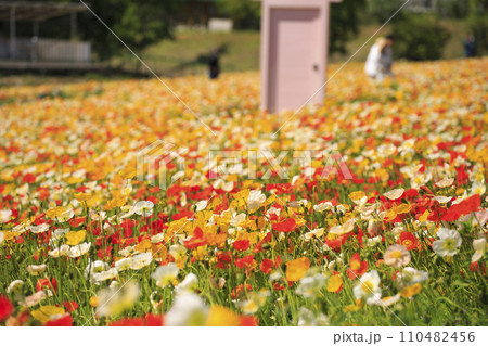 香山ラベンダーの丘のポピーの花畑 110482456