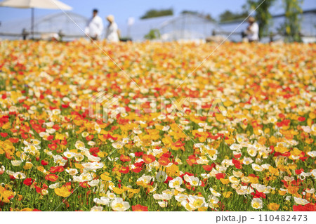 香山ラベンダーの丘のポピーの花畑 香山ラベンダーの丘のポピーの花畑 110482473