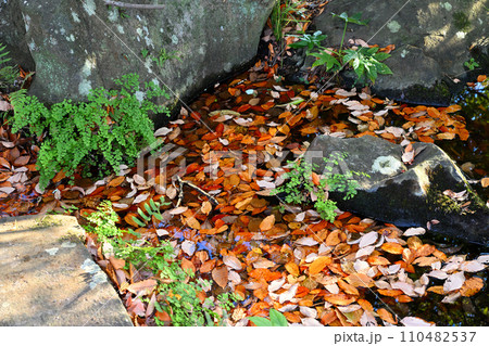 水辺の冬景色 荒川運動公園通り沿い さいたま市 水辺の冬景色 荒川運動公園通り沿い さいたま市 110482537