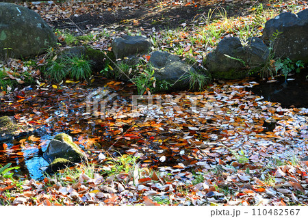 水辺の冬景色 荒川運動公園通り沿い さいたま市 水辺の冬景色 荒川運動公園通り沿い さいたま市 110482567