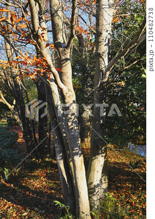 冬景色 双幹のブナの木の冬景色 荒川運動公園通り沿い さいたま市 冬景色 双幹のブナの木の冬景色 荒川運動公園通り沿い さいたま市 110482738