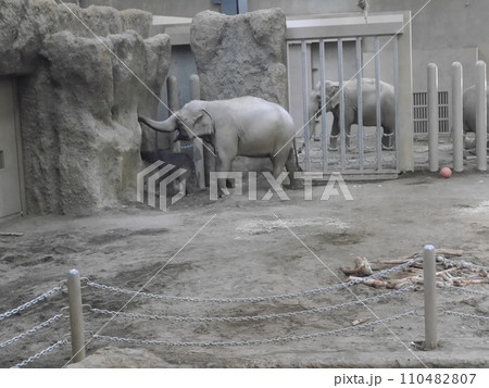 円山動物園の象舎(北海道札幌市) 円山動物園の象舎(北海道札幌市) 110482807