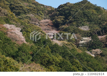 ヤマザクラ 110482814