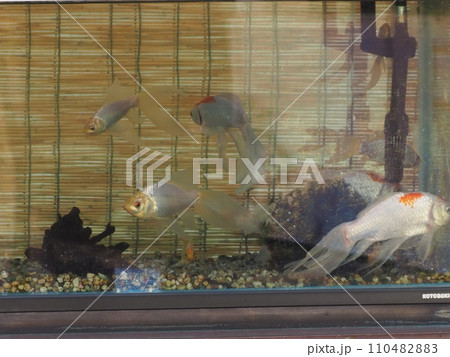 水槽の中の金魚 110482883