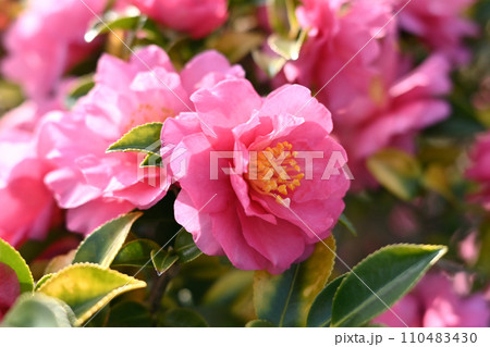 サザンカ (山茶花:Camellia sasanqua) サザンカ (山茶花:Camellia sasanqua) 110483430