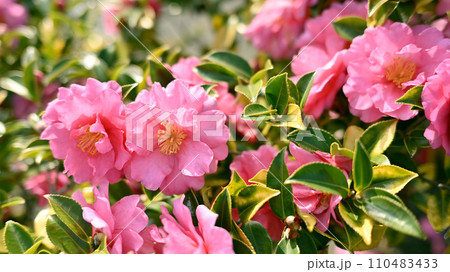 サザンカ (山茶花:Camellia sasanqua) サザンカ (山茶花:Camellia sasanqua) 110483433