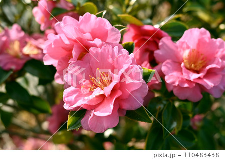 サザンカ (山茶花:Camellia sasanqua) サザンカ (山茶花:Camellia sasanqua) 110483438