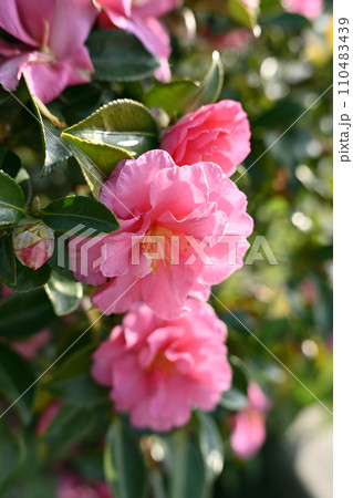 サザンカ (山茶花:Camellia sasanqua) サザンカ (山茶花:Camellia sasanqua) 110483439