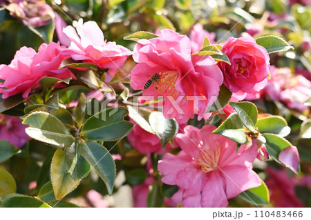 サザンカ (山茶花:Camellia sasanqua) サザンカ (山茶花:Camellia sasanqua) 110483466