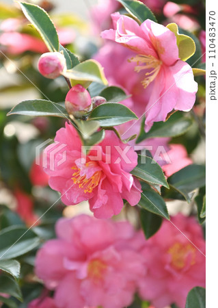 サザンカ　(山茶花：Camellia sasanqua) 110483470