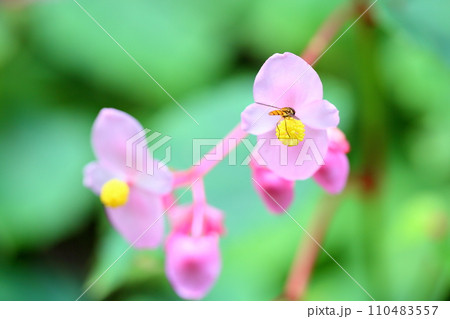シユウカイドウの花 110483557