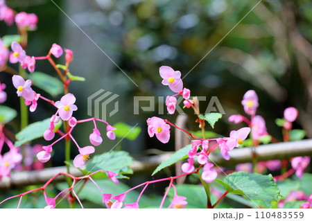 シユウカイドウの花 110483559