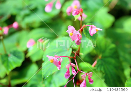 シユウカイドウの花 110483560