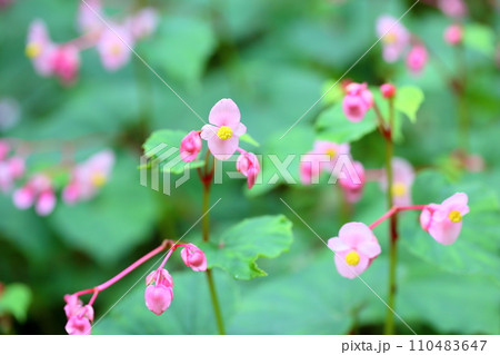 シユウカイドウの花 110483647