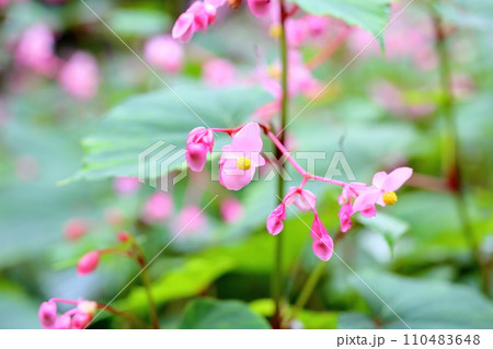 シユウカイドウの花 110483648