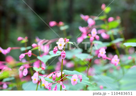 シユウカイドウの花 110483651