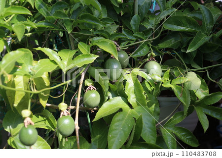 パッションフルーツ 110483708