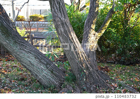 冬模様　双幹の雑木の冬景色　荒川運動公園通り沿い　さいたま市 110483732