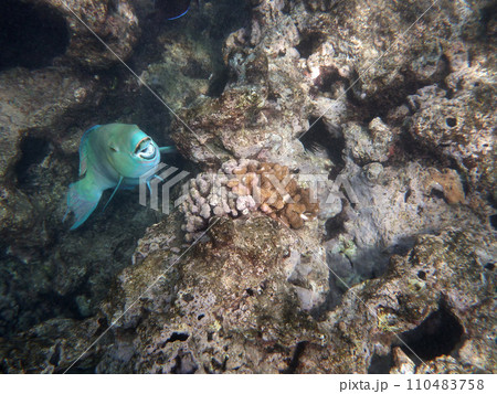 Blue Parrot Fish opens mouth as it swims in coral rocks 110483758