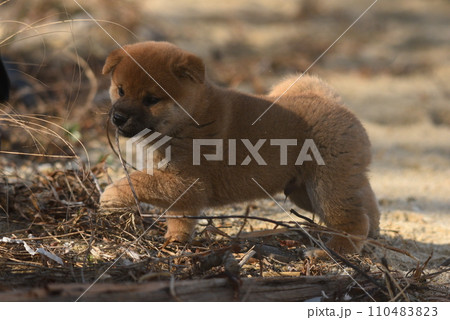 柴犬の子犬　砂浜で遊ぶ 110483823