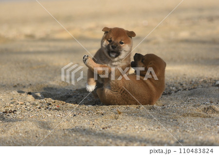 可愛い柴犬の仔犬 110483824