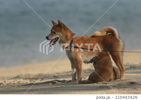 砂浜で授乳する柴犬 110483826