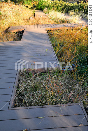 湿地の草もみじ　木道と冬景色　荒川運動公園通り沿い　さいたま市 110483845